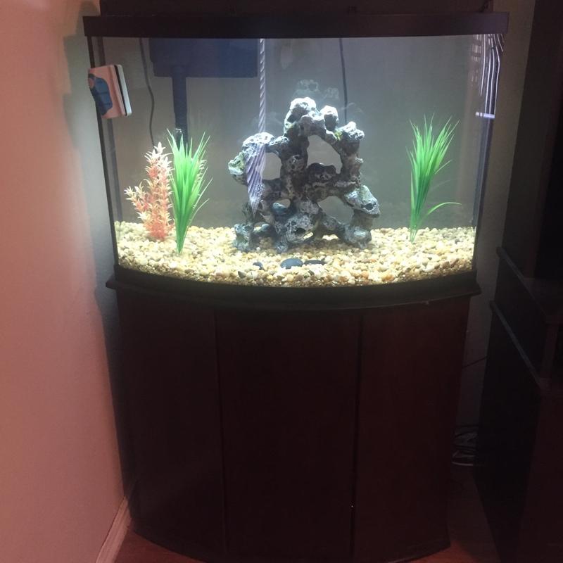 36 Gallon Bowfront aquarium and stand for sale in Addison, TX 5miles