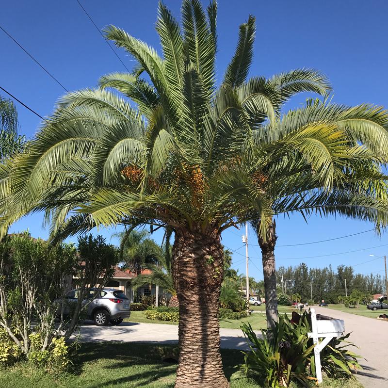 Canary Island Date Palm for sale in Fort Myers, FL 5miles Buy and Sell