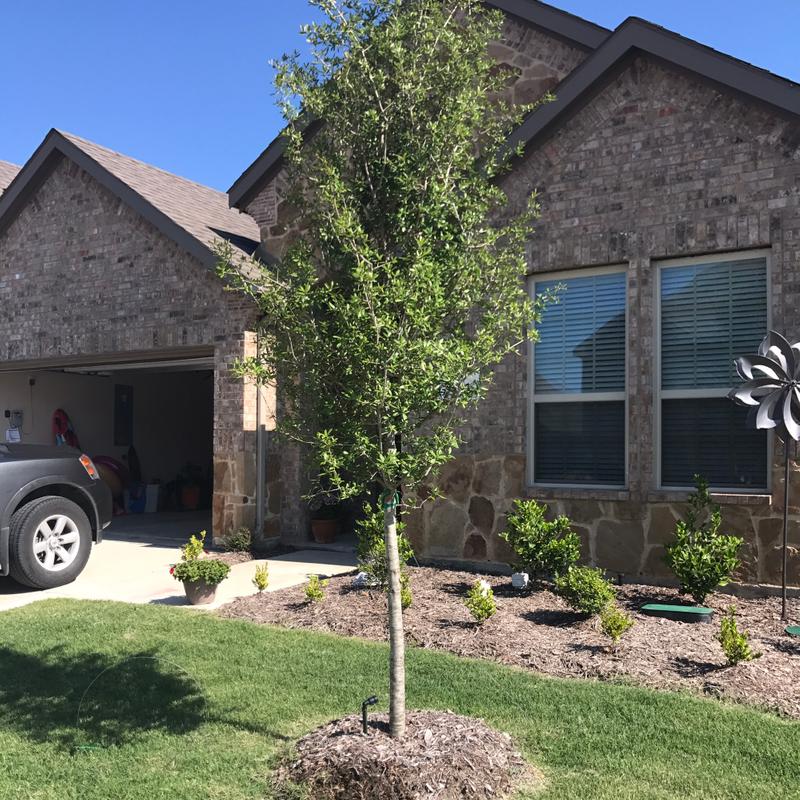 Live Oak Tree for sale in Royse City, TX 5miles Buy and Sell