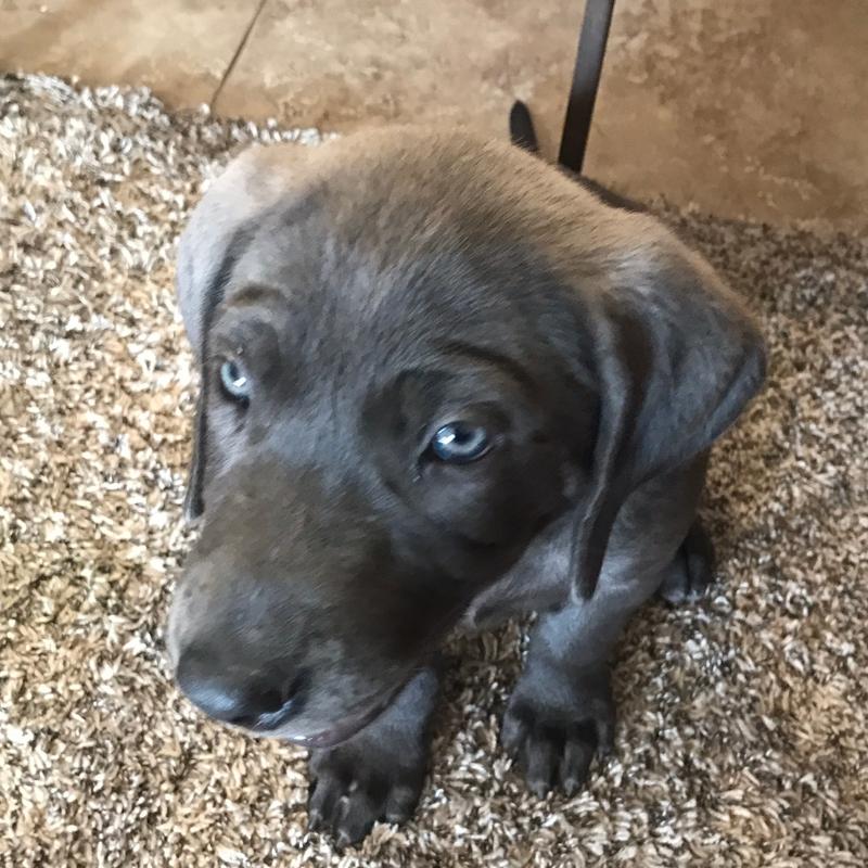 AKC Silver Labrador for sale in Norco, CA 5miles Buy and Sell