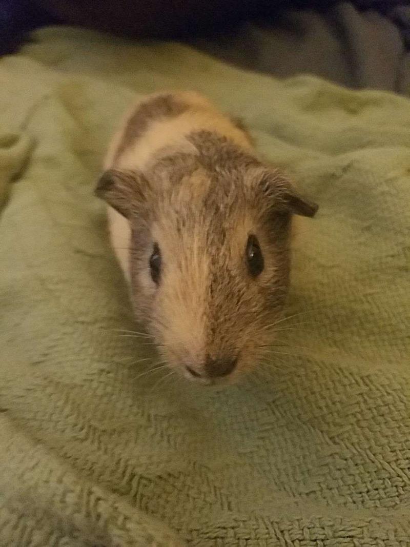 Too baby girl guinea pigs one baby boy guinea pig one adult mom guinea pig for sale in Riverview