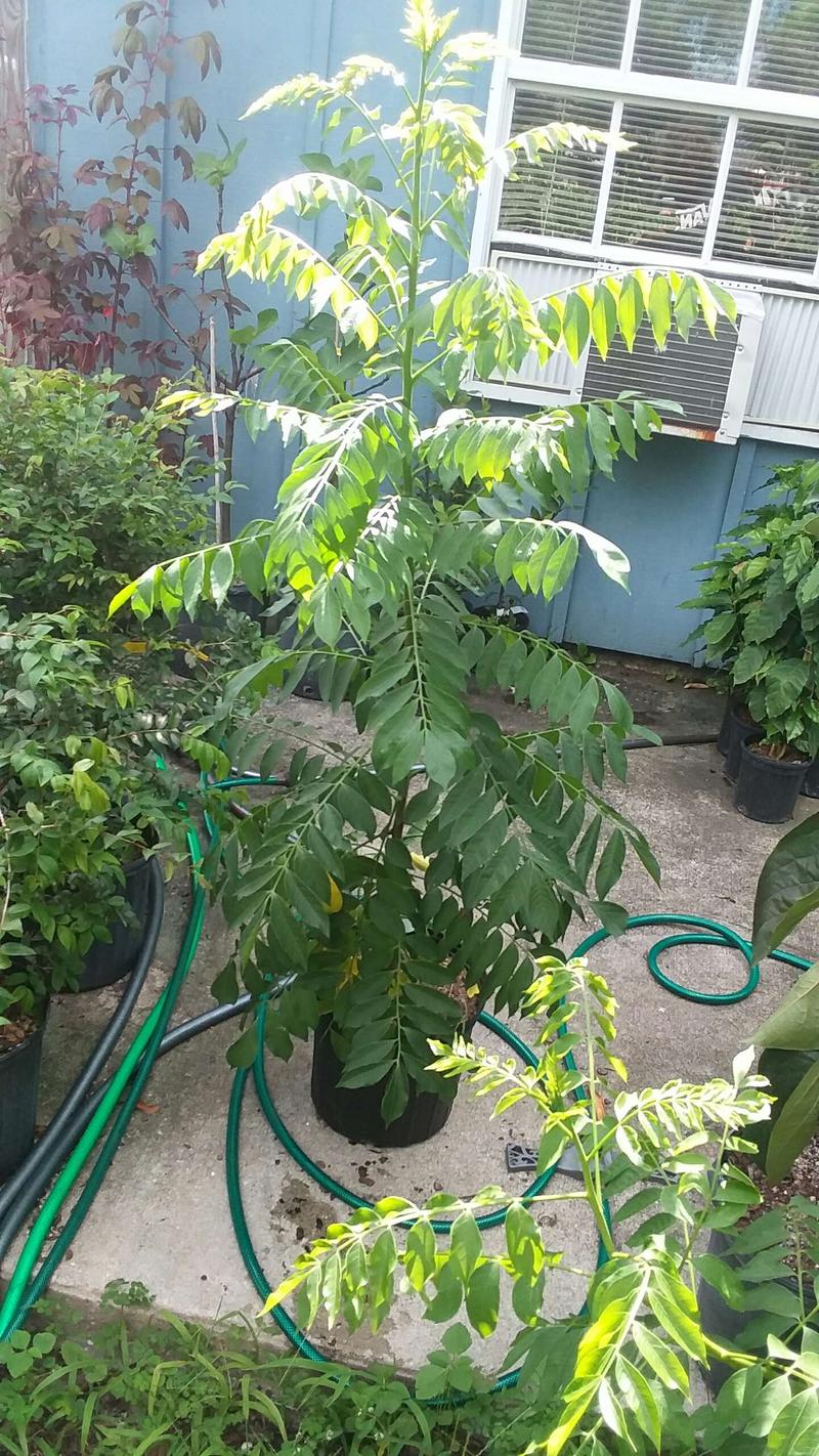 Yellow hog plum tree. Spondias mombin for sale in Saint Cloud, FL