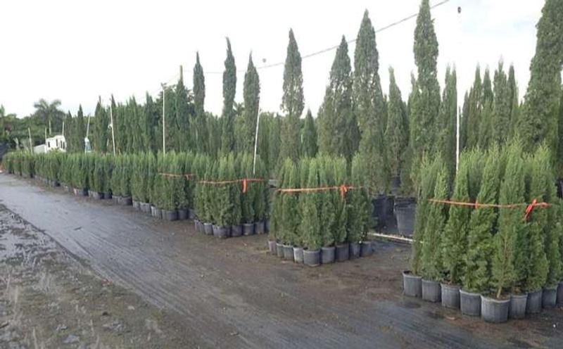 20 ft italian cypress trees for sale