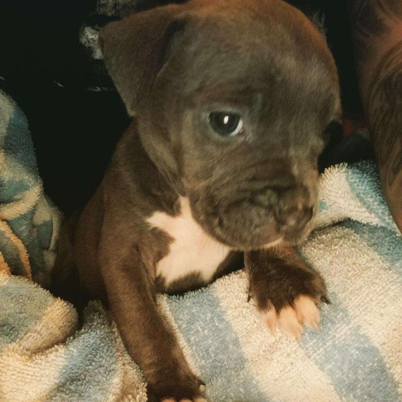 classic bully for sale