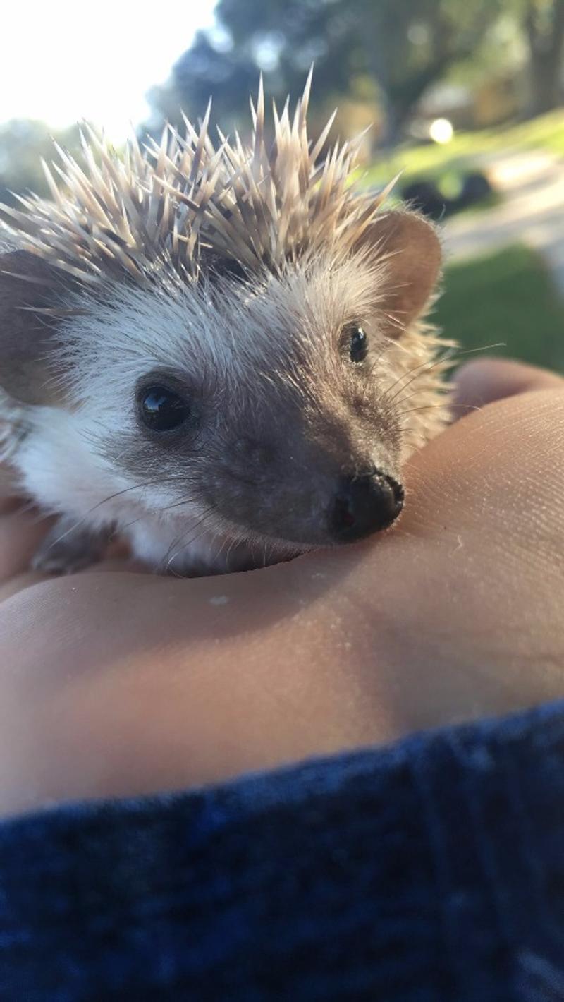 Baby Hedgehogs for sale in Dallas, TX 5miles Buy and Sell