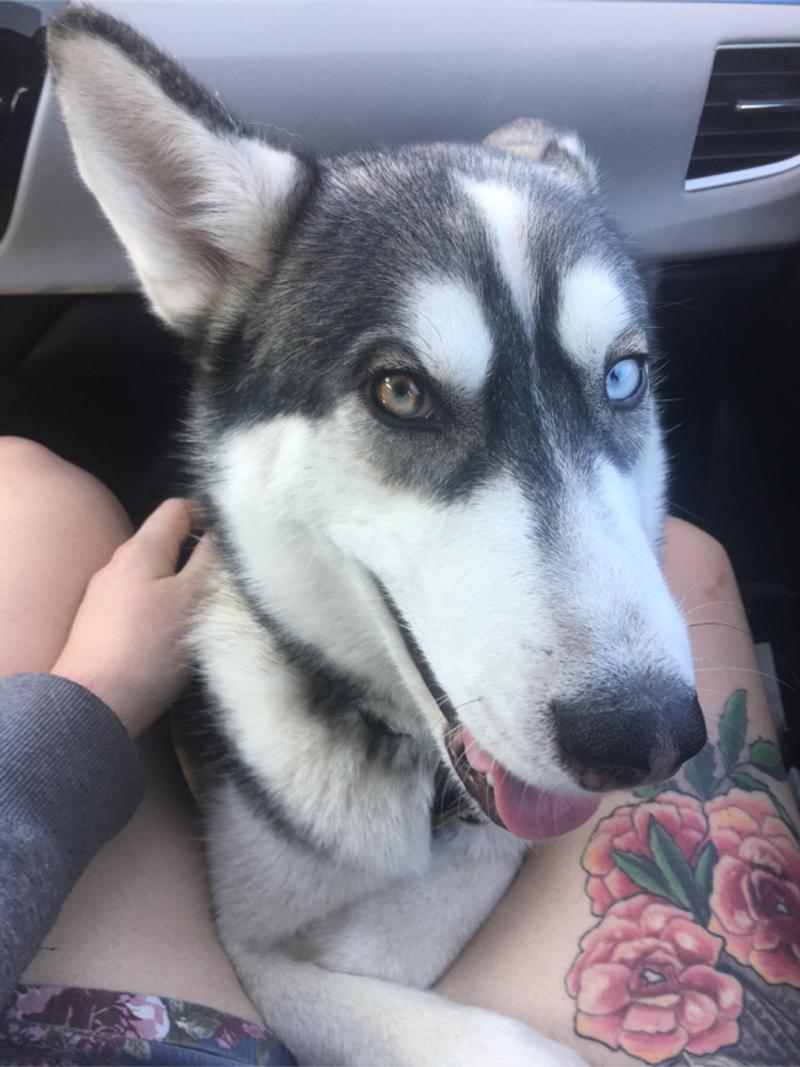 purebred siberian husky for sale