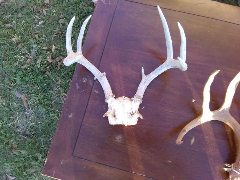 Deer antlers for sale in Fort Worth, TX 5miles Buy and Sell