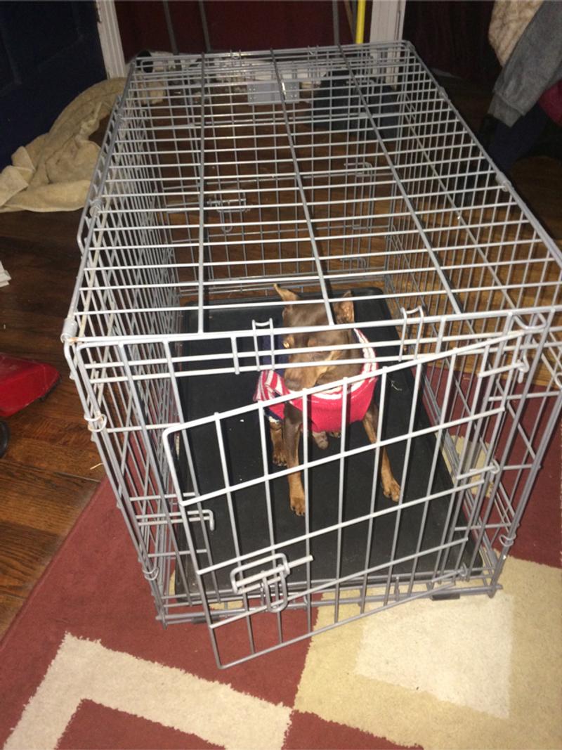 Dog crate for sale in Dallas, TX 5miles Buy and Sell