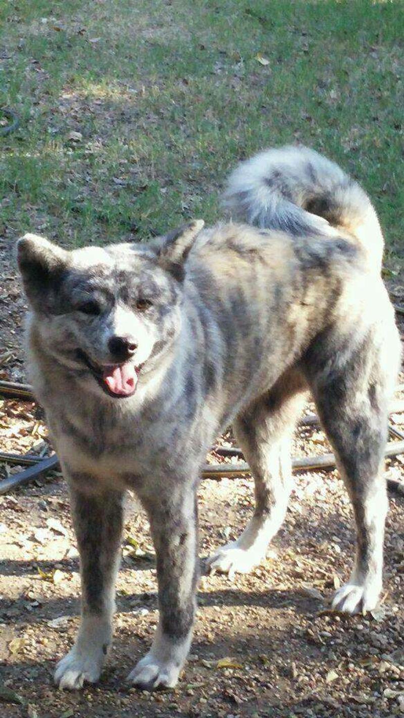 brindle akita