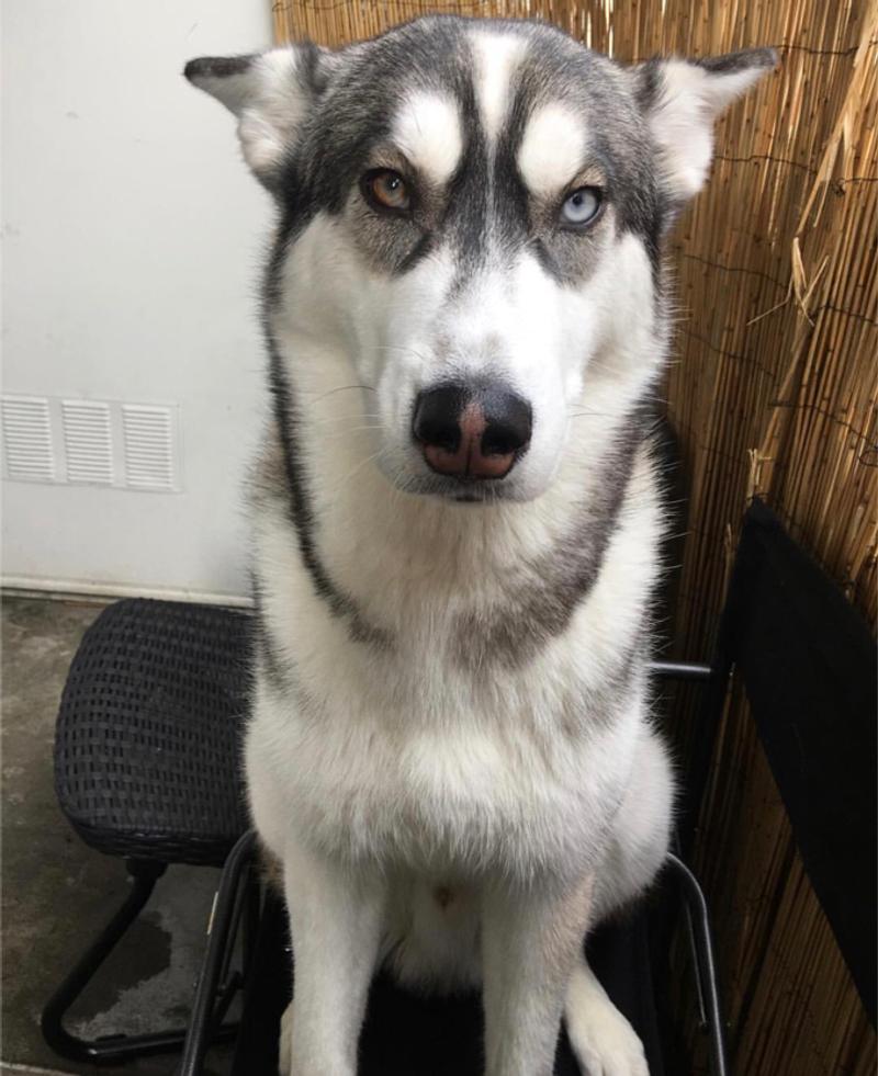 purebred siberian husky