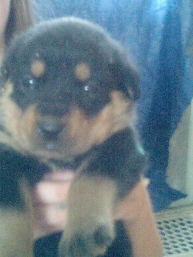 Rottweiler puppies for sale in Azle, TX 5miles Buy and Sell