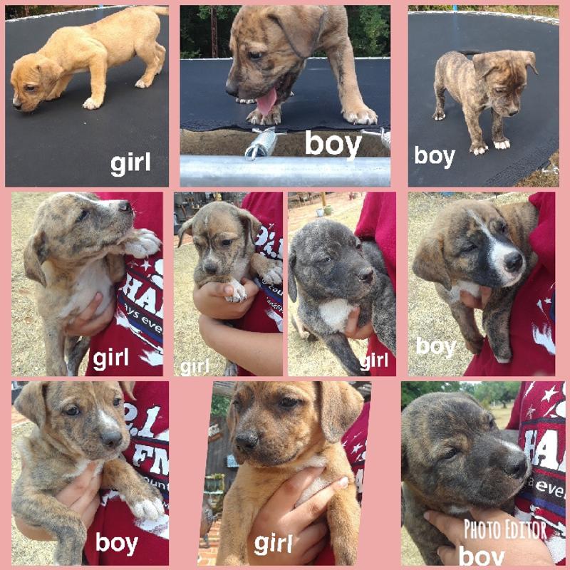 Rottweiler Mix Puppies for sale in Burleson, TX 5miles Buy and Sell