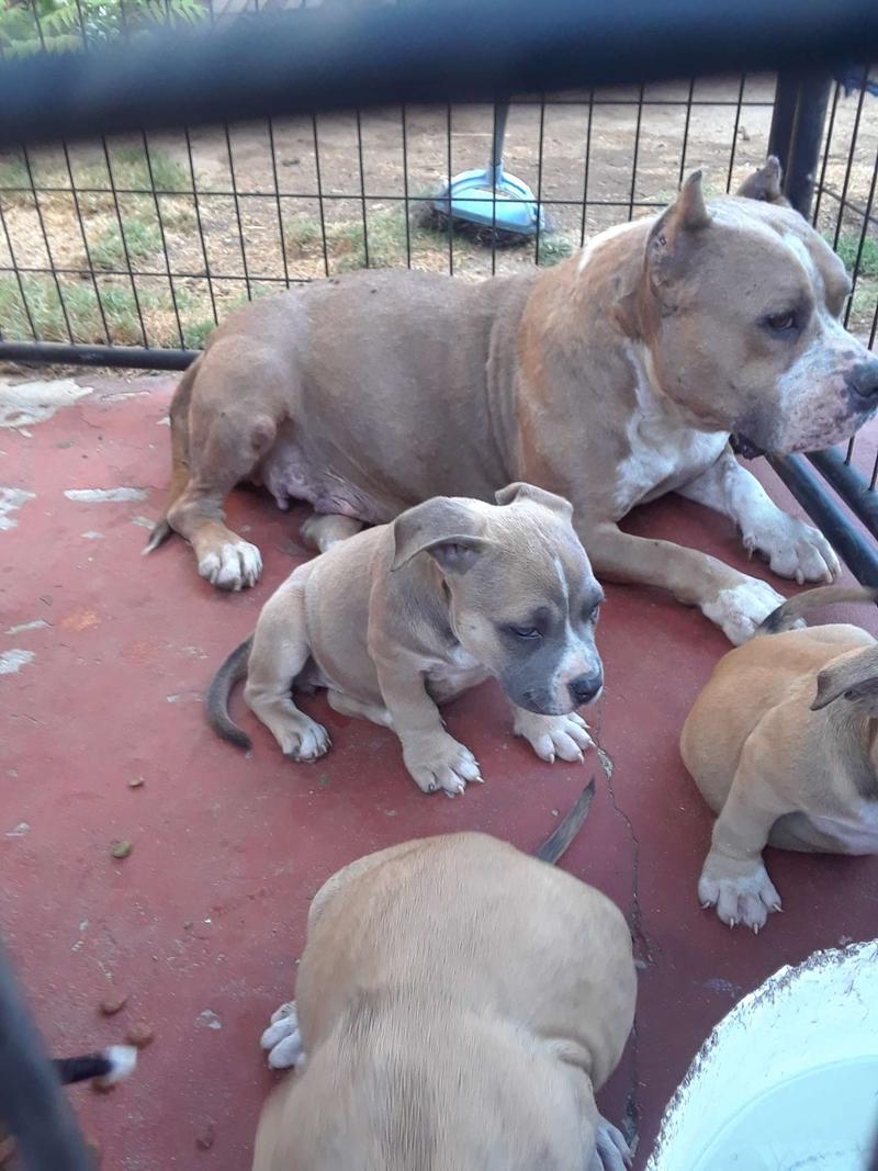 Tri colored bullies for sale in Los Angeles, CA 5miles Buy and Sell