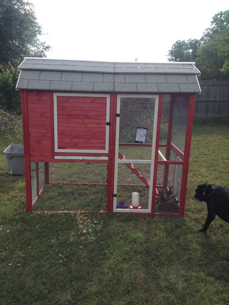 Precision Pet Products Walkin Red Barn Chicken Coop for sale in