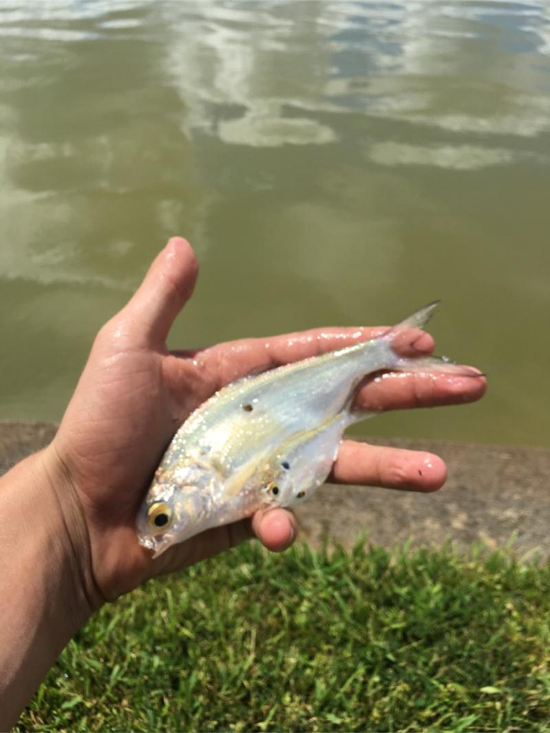Frozen Shad, Live Bait for sale in Houston, TX 5miles Buy and Sell