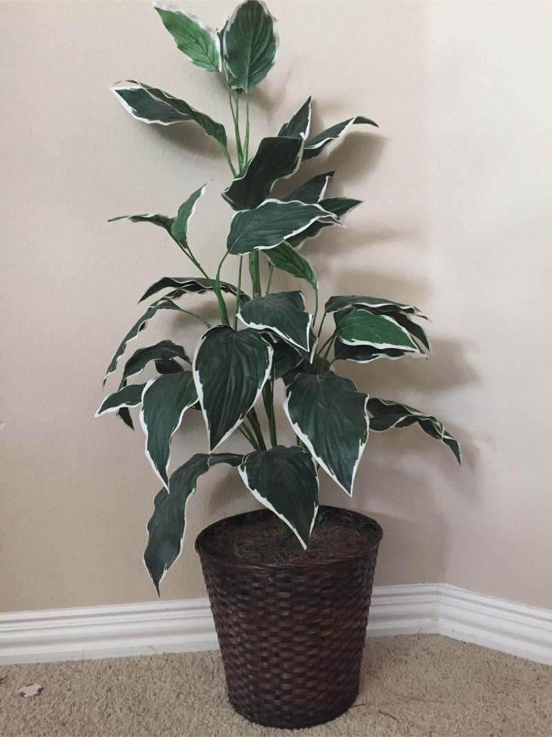 Artificial Dieffenbachia Floor Plant in basket Planter for sale in Richardson, TX 5miles Buy
