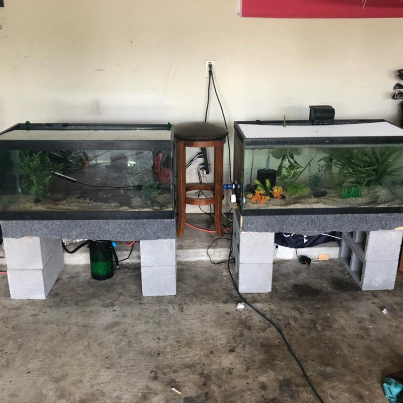 (2) 40 Gallon Breeder Fish Tank Aquariums for sale in