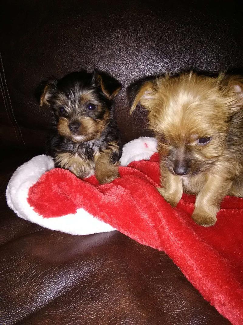 Miniature Yorkie Puppies for sale in Edmond, OK 5miles Buy and Sell