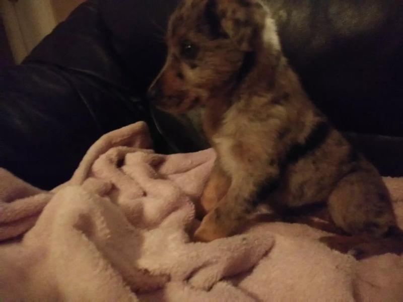 Blue heeler/lab mix for sale in Mesquite, TX 5miles Buy and Sell