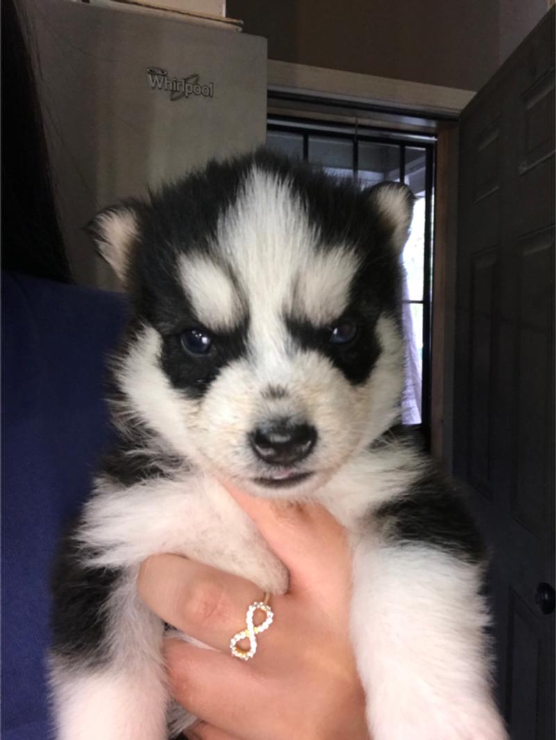 Husky Puppies for sale in Houston, TX 5miles Buy and Sell