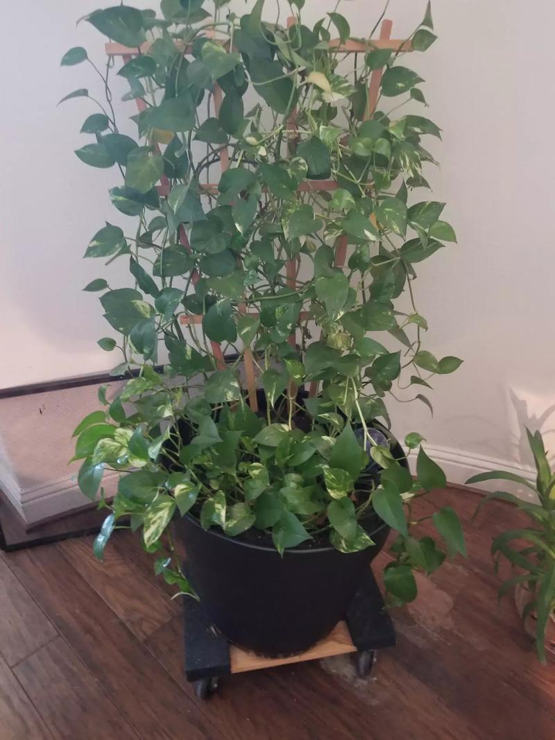 Established house plants for sale in Grand Prairie, TX 5miles Buy