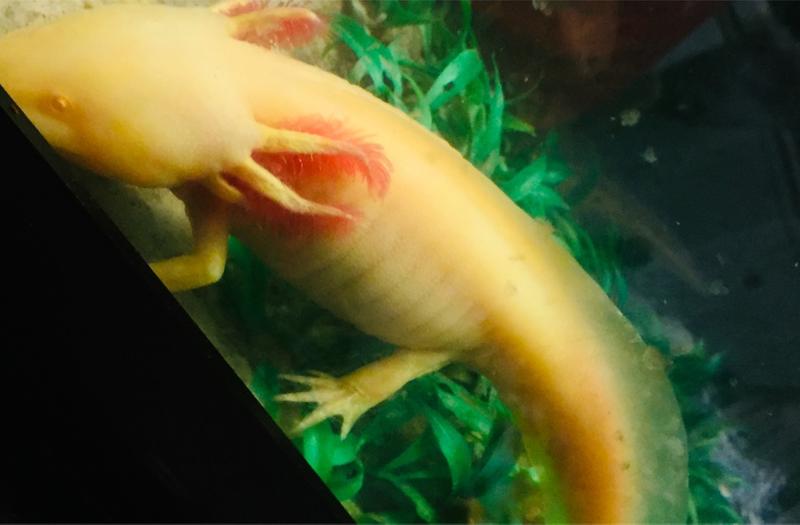 Adopt a Axolotl for sale in Houston, TX 5miles Buy and Sell