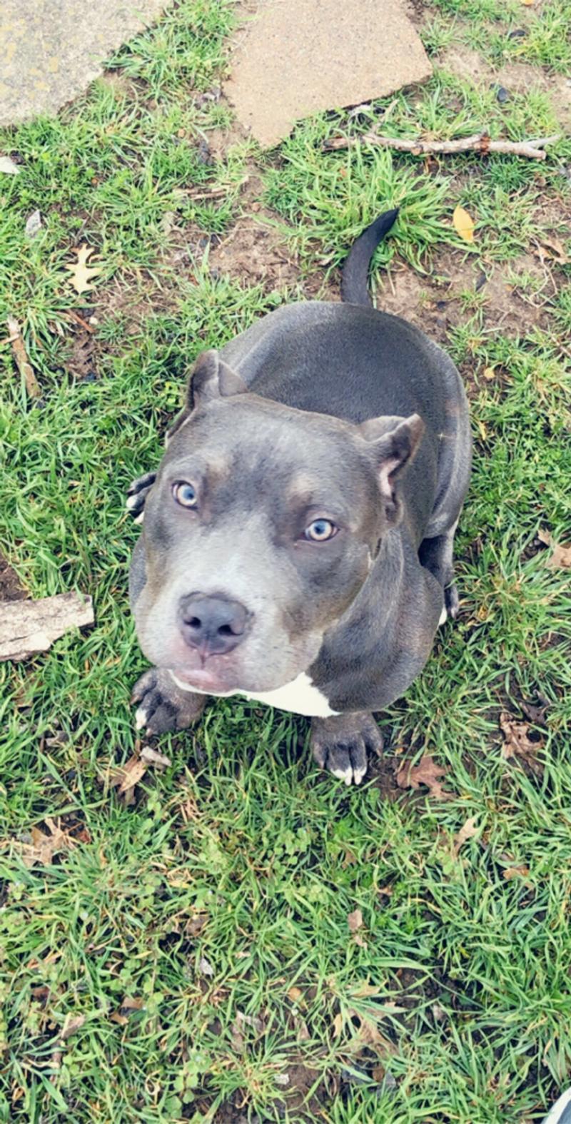 Female Pocket Bully for sale in Dallas, TX 5miles Buy and Sell