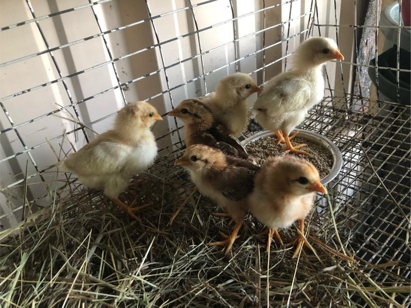 Baby chicks for sale in Crowley, TX 5miles Buy and Sell