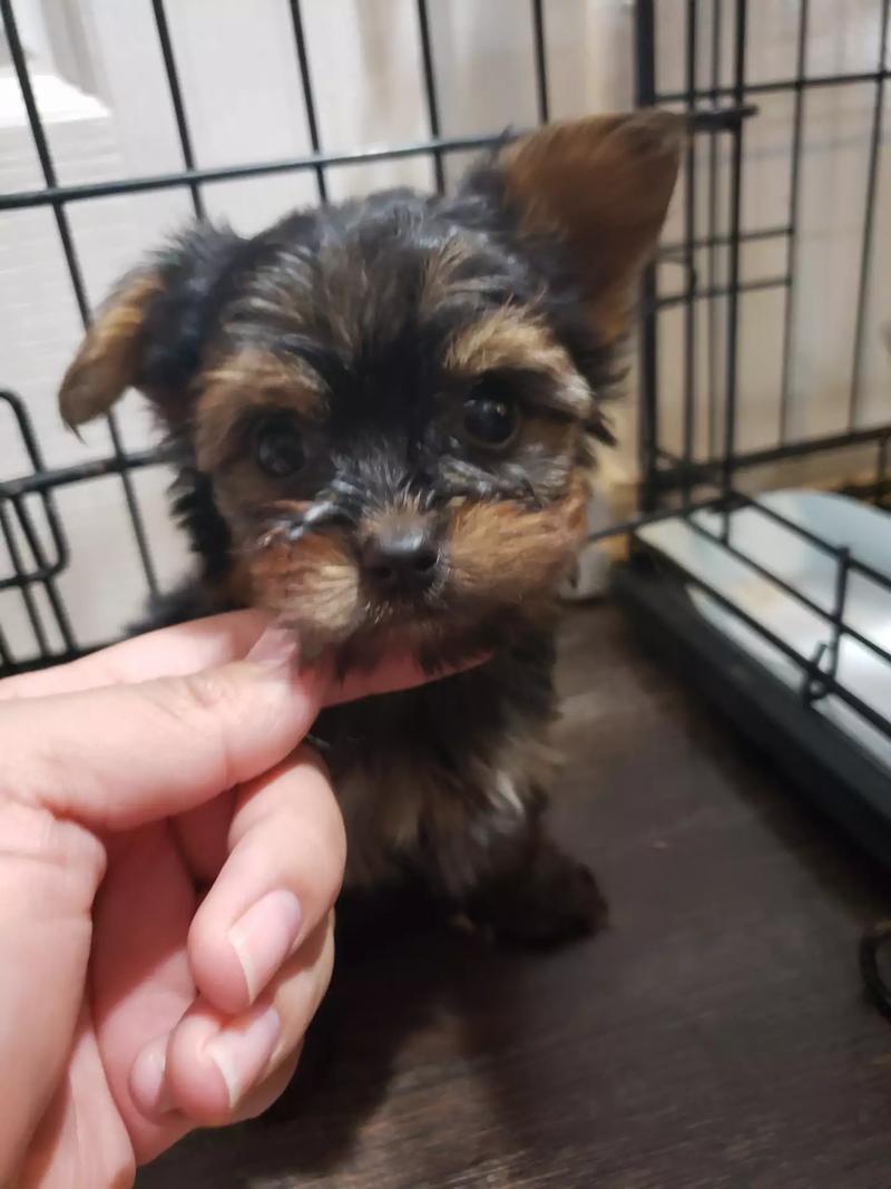 Yorkie Puppies for sale in Dallas, TX 5miles Buy and Sell