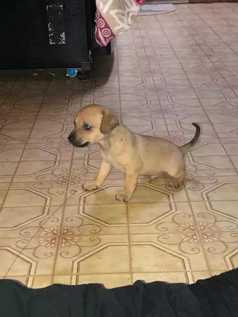 Puppy adoption for sale in Houston, TX 5miles Buy and Sell