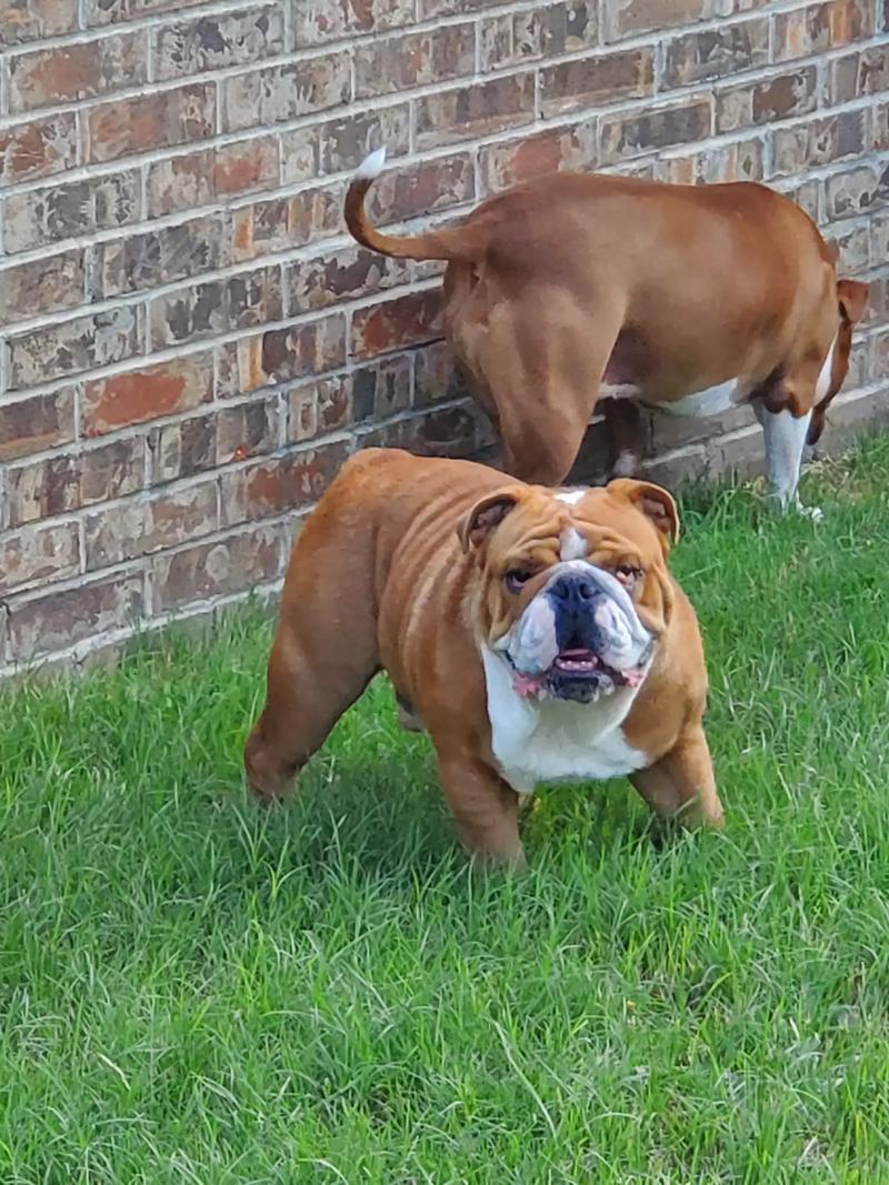 1 year old English Bulldog for sale in Fort Worth, TX 5miles Buy and Sell