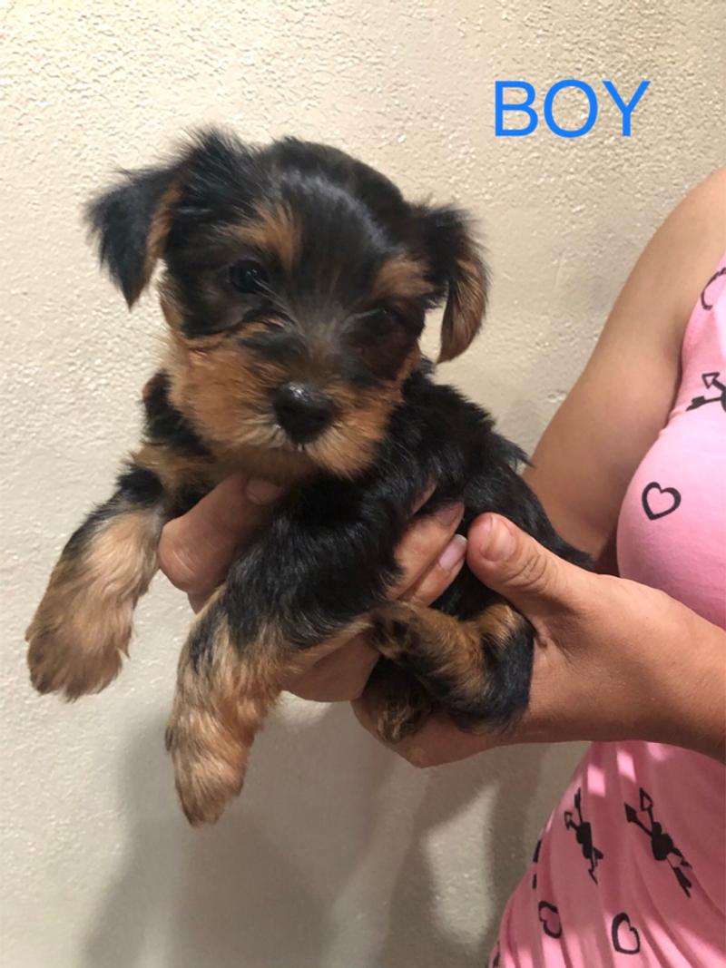 Yorkie boy for sale in Fort Worth, TX 5miles Buy and Sell