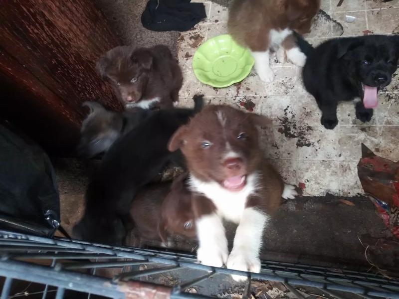 Free puppies for sale in Houston, TX 5miles Buy and Sell