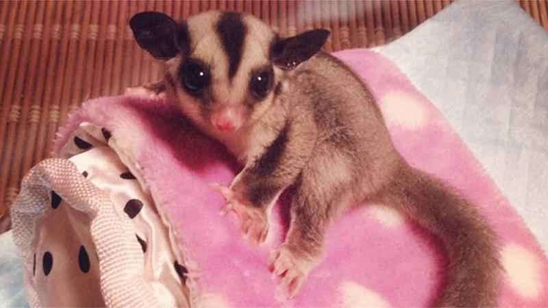 Sugar Glider for sale in Dallas, TX - 5miles: Buy and Sell