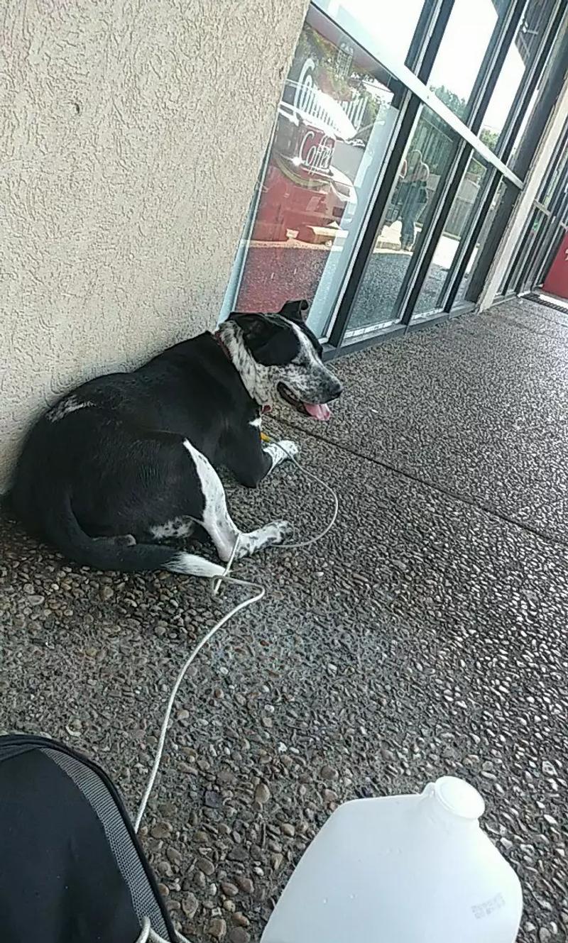 Lost dog looks like blue heeler for sale in Dallas, TX 5miles Buy