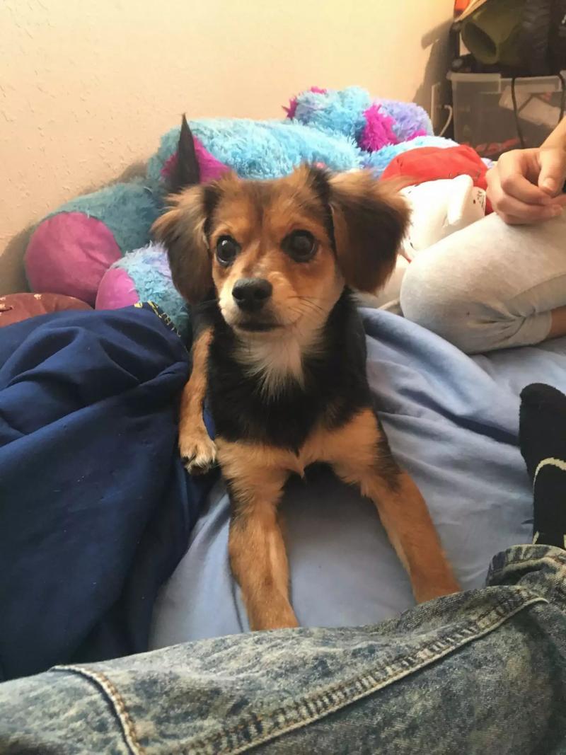 59+ Long Haired Chihuahua For Sale In Texas Photo Bleumoonproductions