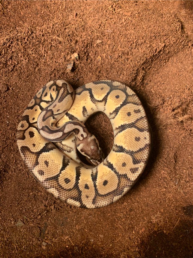 Ball pythons for sale in Atlanta, GA 5miles Buy and Sell