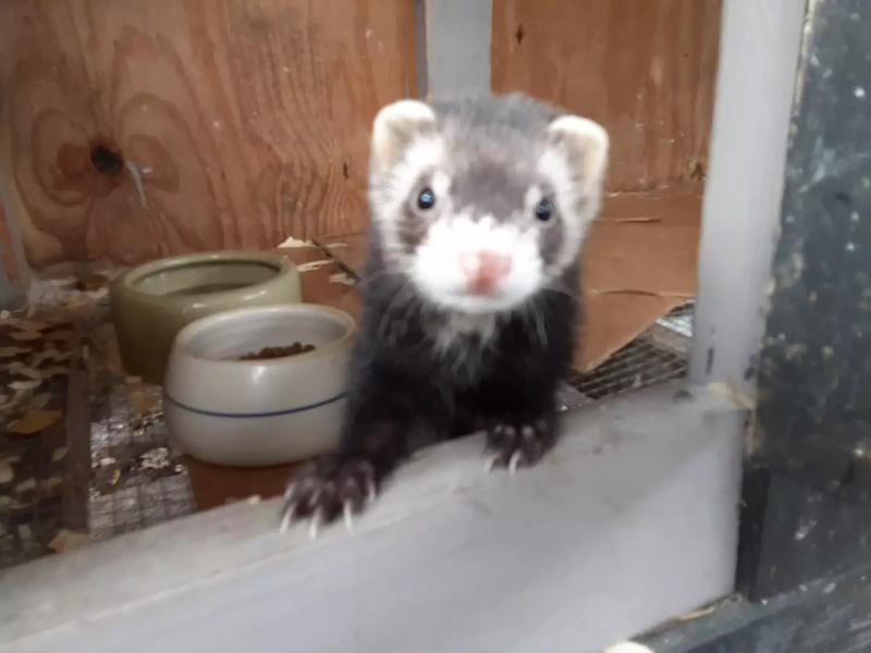 Ferret for sale in Houston, TX 5miles Buy and Sell