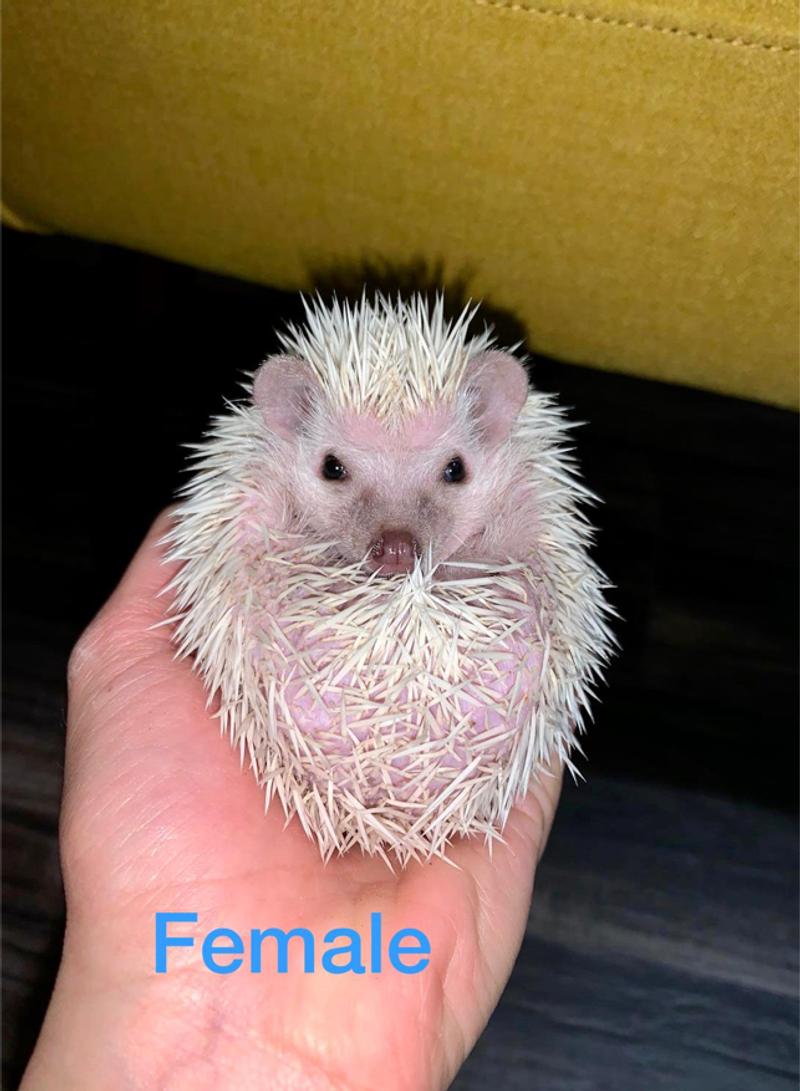 Hedgehogs for sale in Irving, TX 5miles Buy and Sell