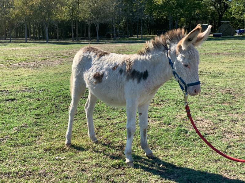 Farm pets for adoption Mini donkeys / llamas / emus / for sale in