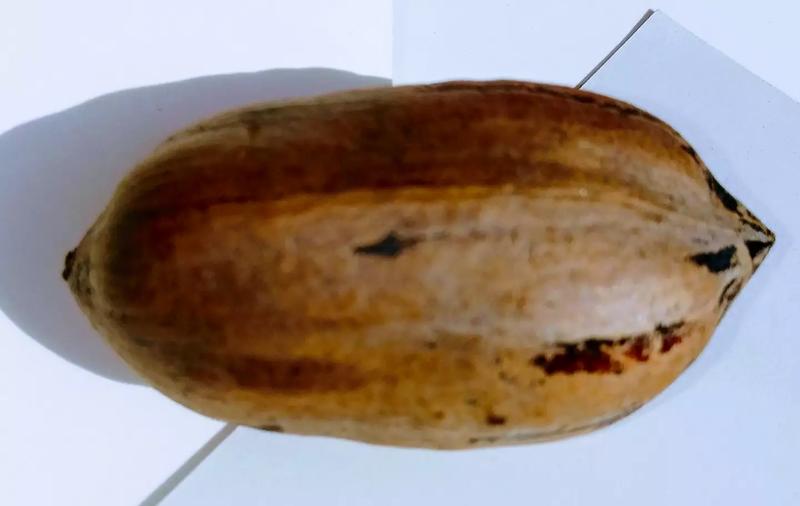 Nuezes...PECANS...5 gallon bucket for sale in Dallas, TX 5miles Buy