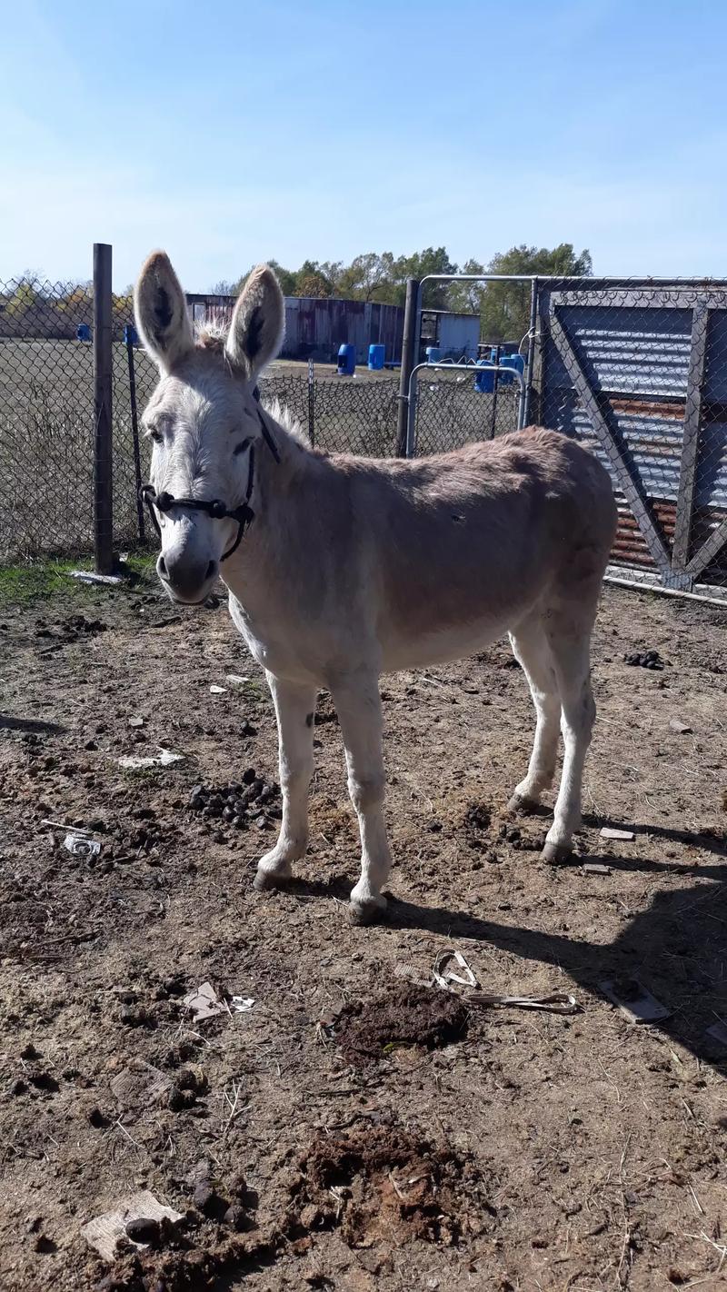 Donkey(burra) for sale in Kaufman, TX 5miles Buy and Sell