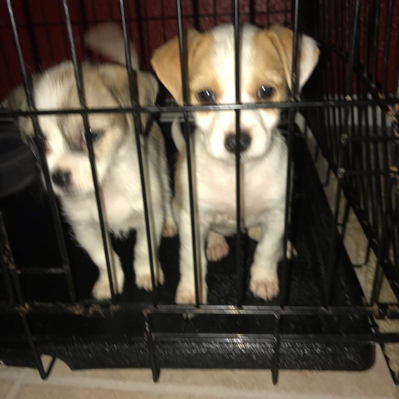 Puppies for sale in Houston, TX 5miles Buy and Sell