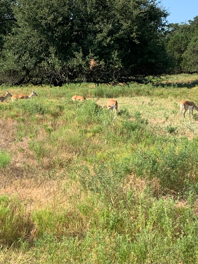 Land 3 Acres (terreno de 3 acres) for sale in Terrell, TX 5miles Buy