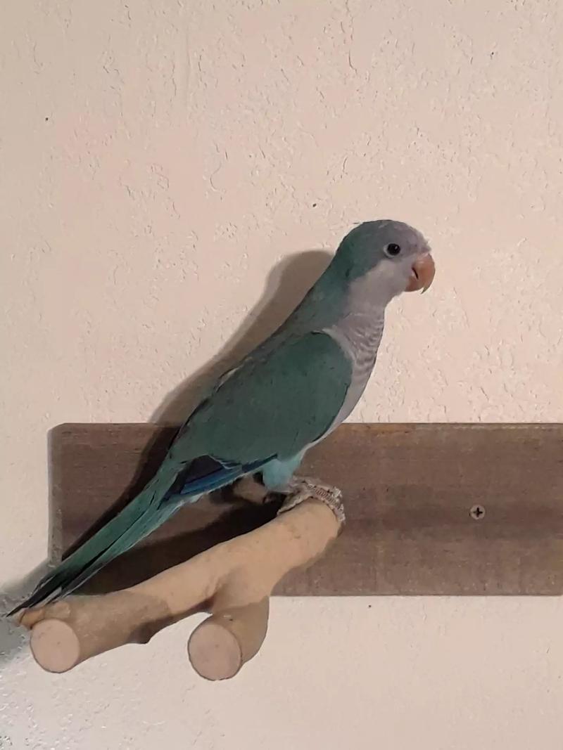 Blue Quaker Parrot for sale in Arlington, TX - 5miles: Buy ...