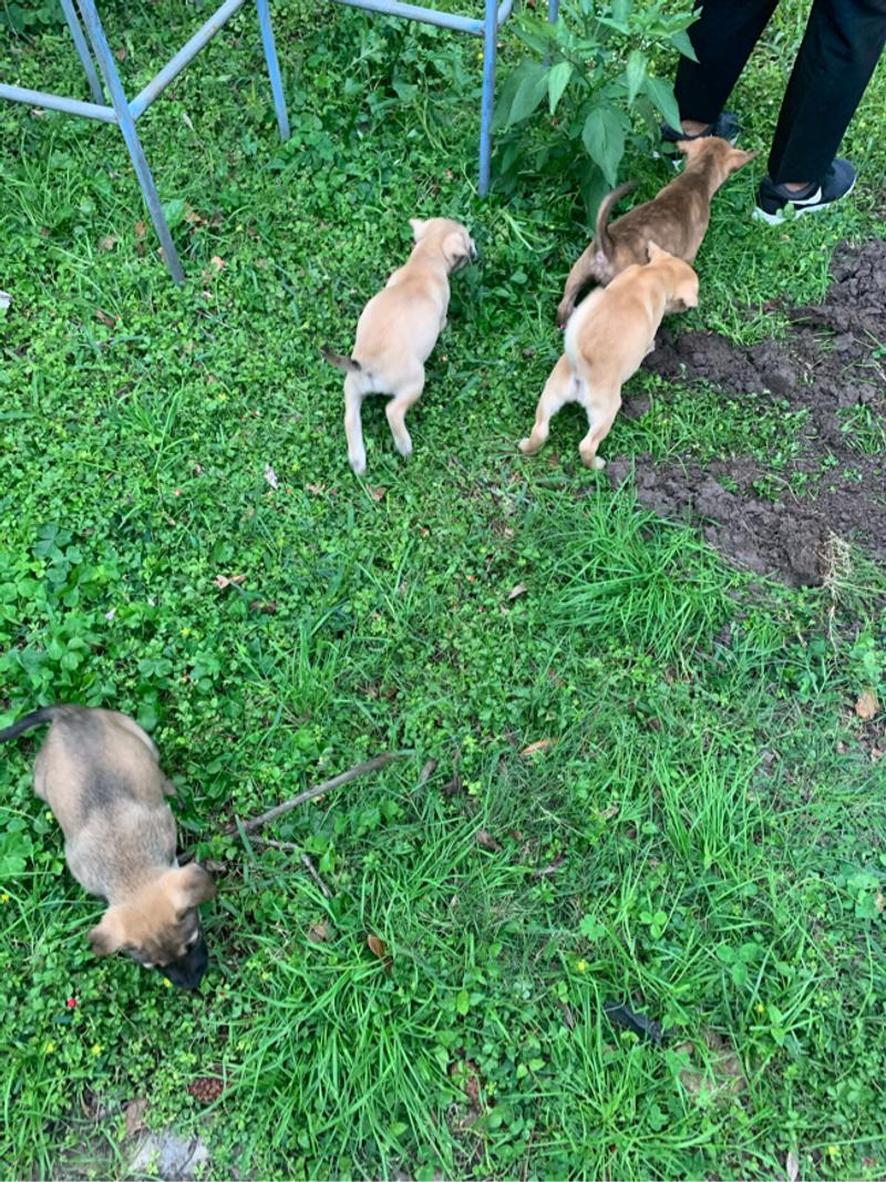 Free dogs for sale in Houston, TX 5miles Buy and Sell