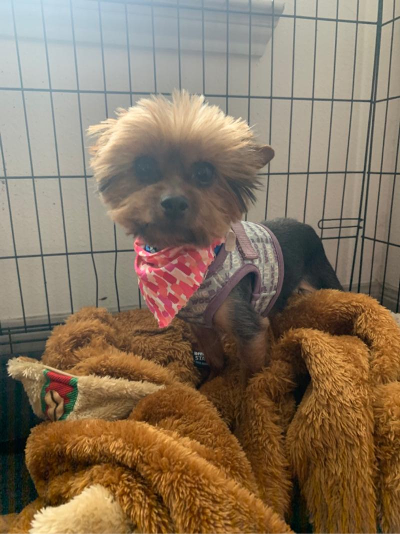 My yorkie for sale in Austin, TX 5miles Buy and Sell