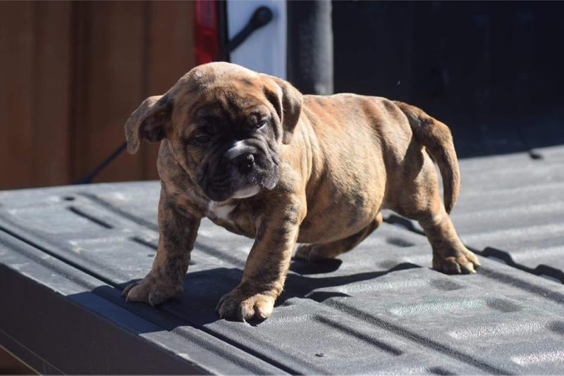 Micro american bully for sale in Dallas, TX 5miles Buy and Sell