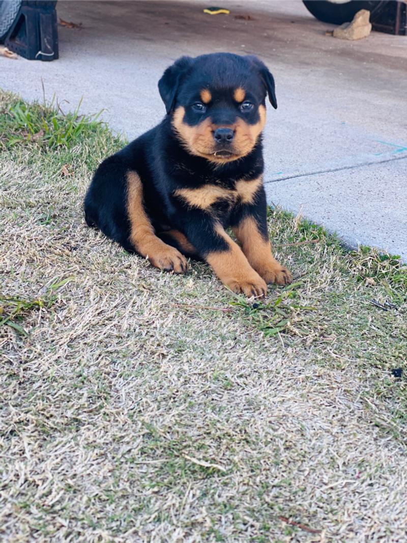 Full blooded Rottweiler for sale in Arlington, TX 5miles Buy and Sell