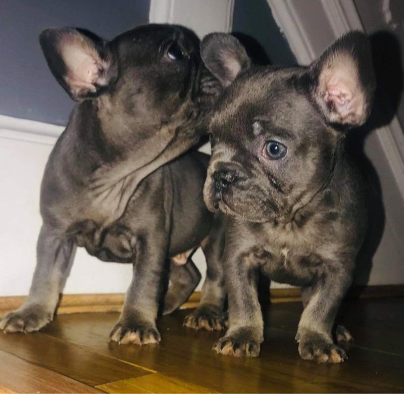 Frenchies puppies available for sale in Coyote, CA 5miles Buy and Sell